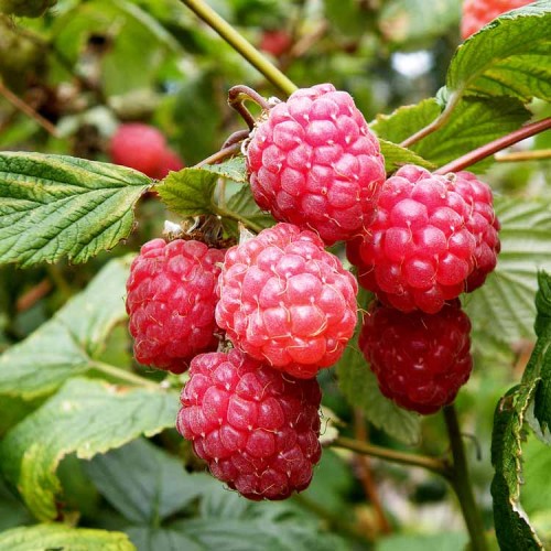 Raspberry Canes Octavia Summer Fruiting Raspberry Bushes | ScotPlants Direct